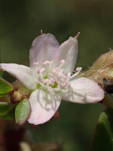 Desert Horse Purslane