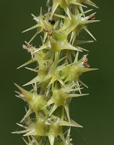 Coastal Sandbur
