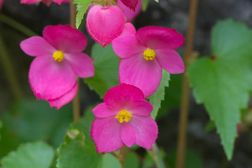 Hollyhock Begonia