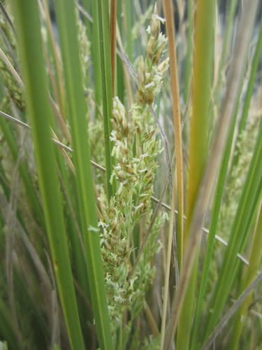 Silver Tussock