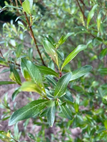 Tea-leafed Willow Bonsai