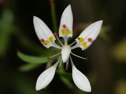 Cliff Saxifrage
