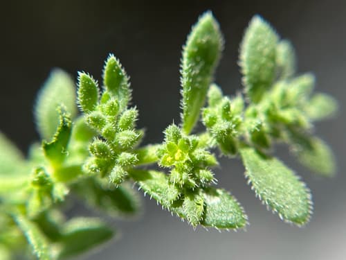 hairy rupturewort