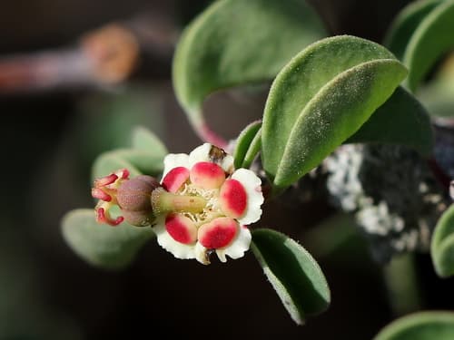 Cliff Spurge