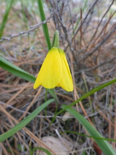 Yellow Fritillary