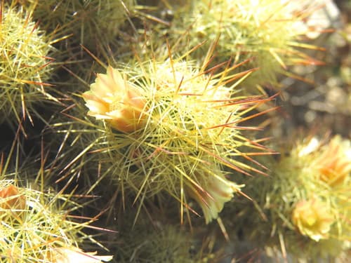 Gold Lace Cactus