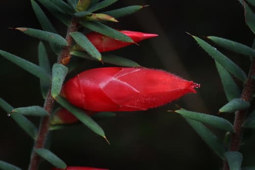 Flame Heath