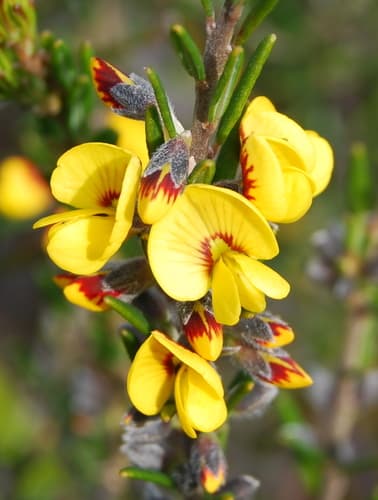 Common Aotus