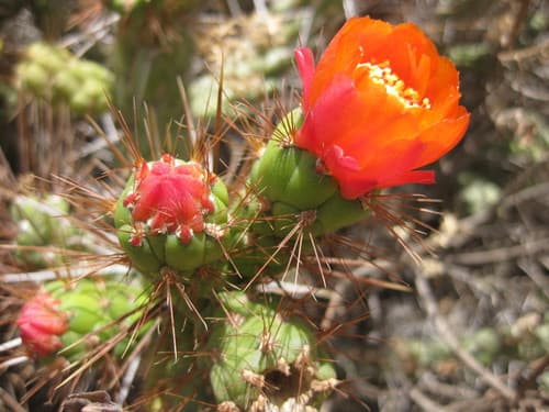 Eve's Needle Cactus