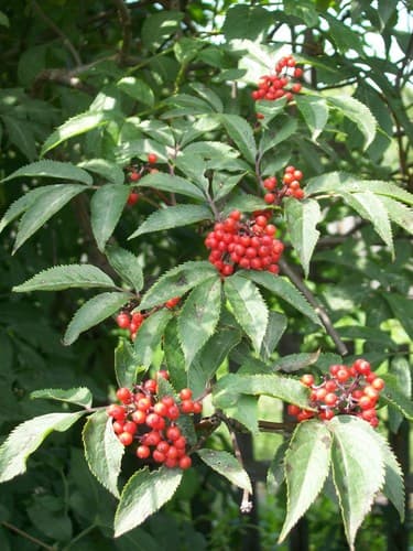 Siberian elder
