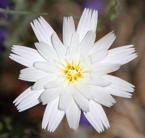 Desert Chicory Flower