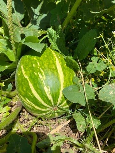 Fig-leafed Gourd