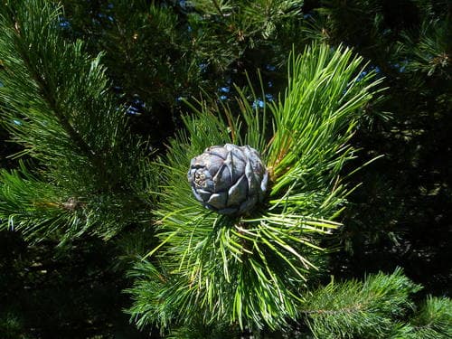 Swiss Pine Bonsai