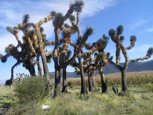 Tree Yucca