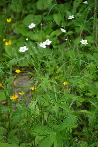 Large White Buttercup