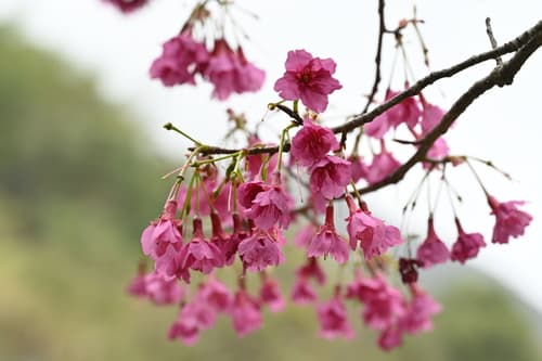 Taiwan Cherry