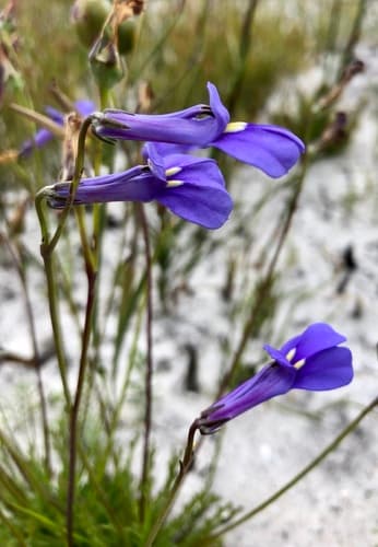 Crownleaf Lobelia