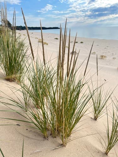 American Marram Grass