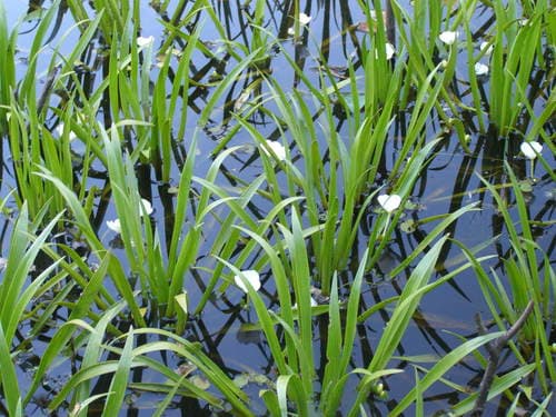 Water-soldier