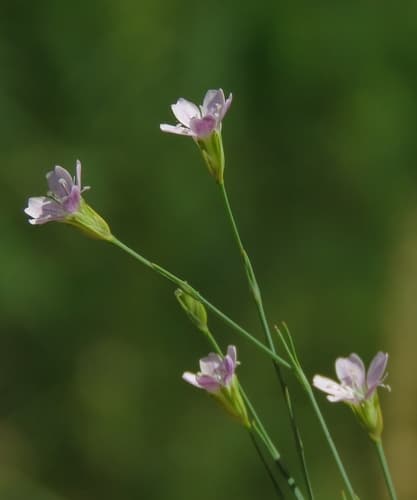 Tunicflower
