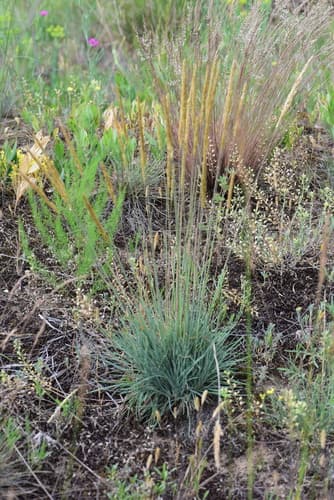 Koeleria glauca Specimen