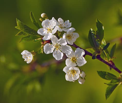 Plum Bonsai