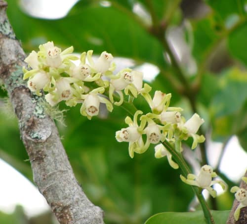 Kohekohe