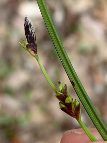 long-stalked sedge