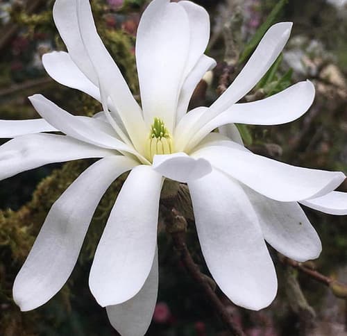 Star Magnolia Bonsai