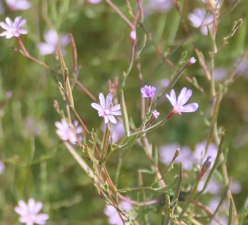 Panicled Willowherb