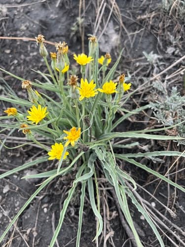 Austrian scorzonera