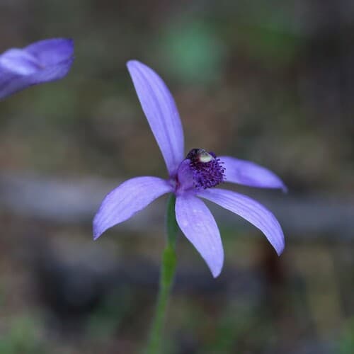 Blue Fairy Orchid