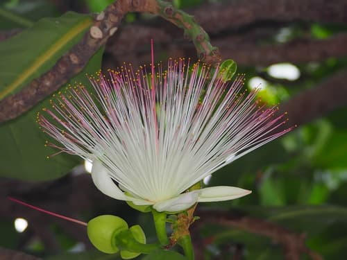 Fish Poison Tree