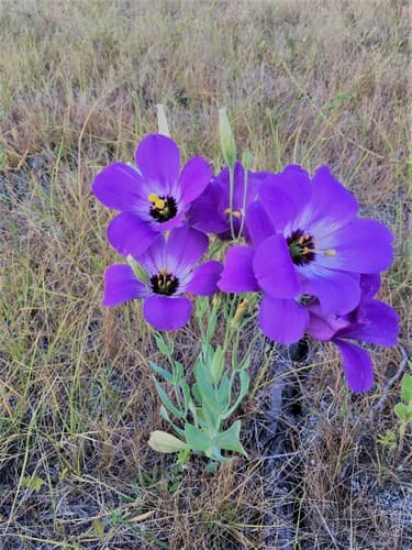 Showy Prairie Gentian