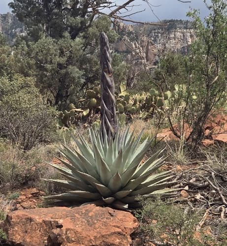 Parry's agave