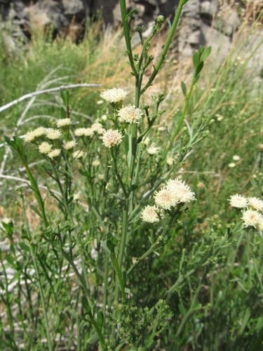 Willow Baccharis