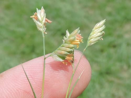 Buffalograss