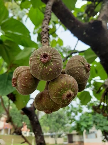 Roxburgh Fig Bonsai
