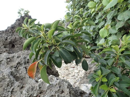 Milky Mangrove