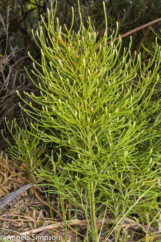 Bushy Clubmoss Bonsai