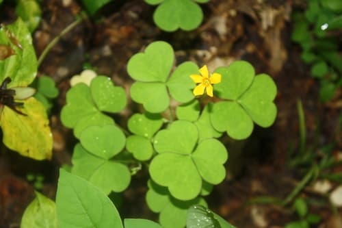 Great Yellow Woodsorrel