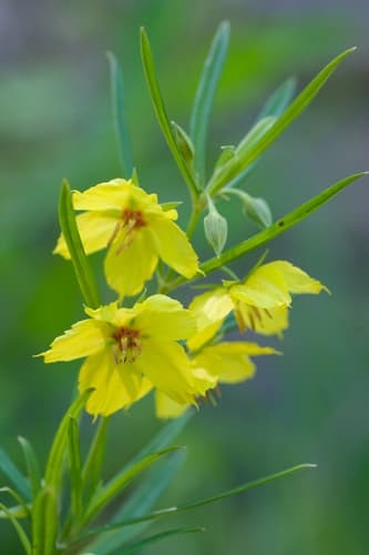 Narrow-leaved Loosestrife