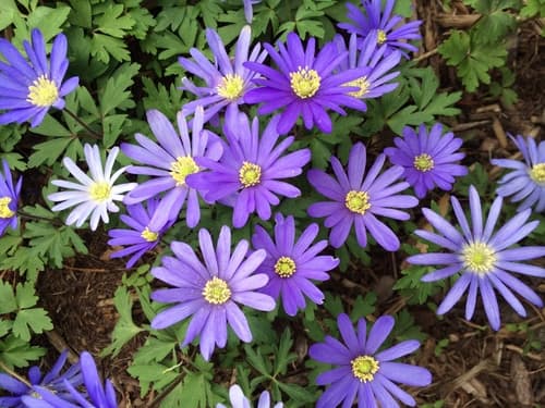 Greek Anemone