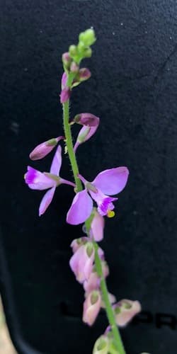 Showy milkwort