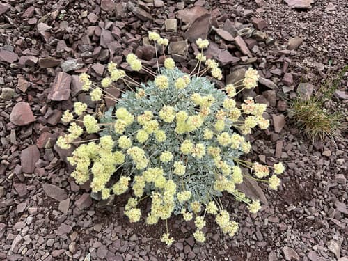 Cushion Buckwheat