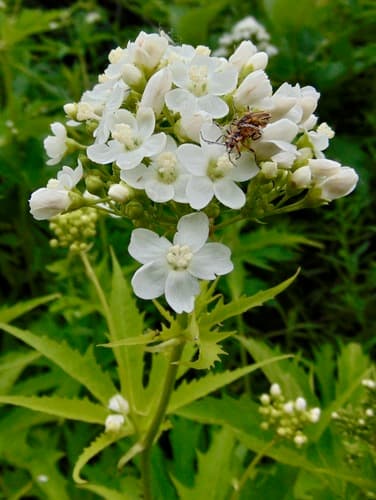 Glade Mallow