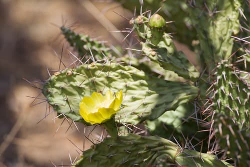 Sulphur Cactus