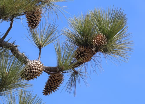 Coulter pine