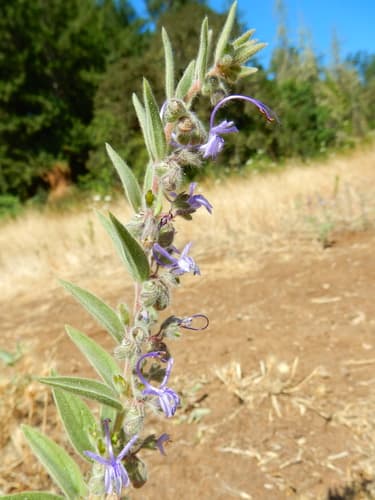 Vinegar Weed