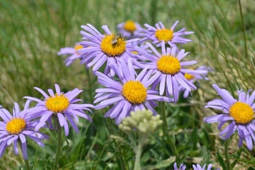 Alpine Aster